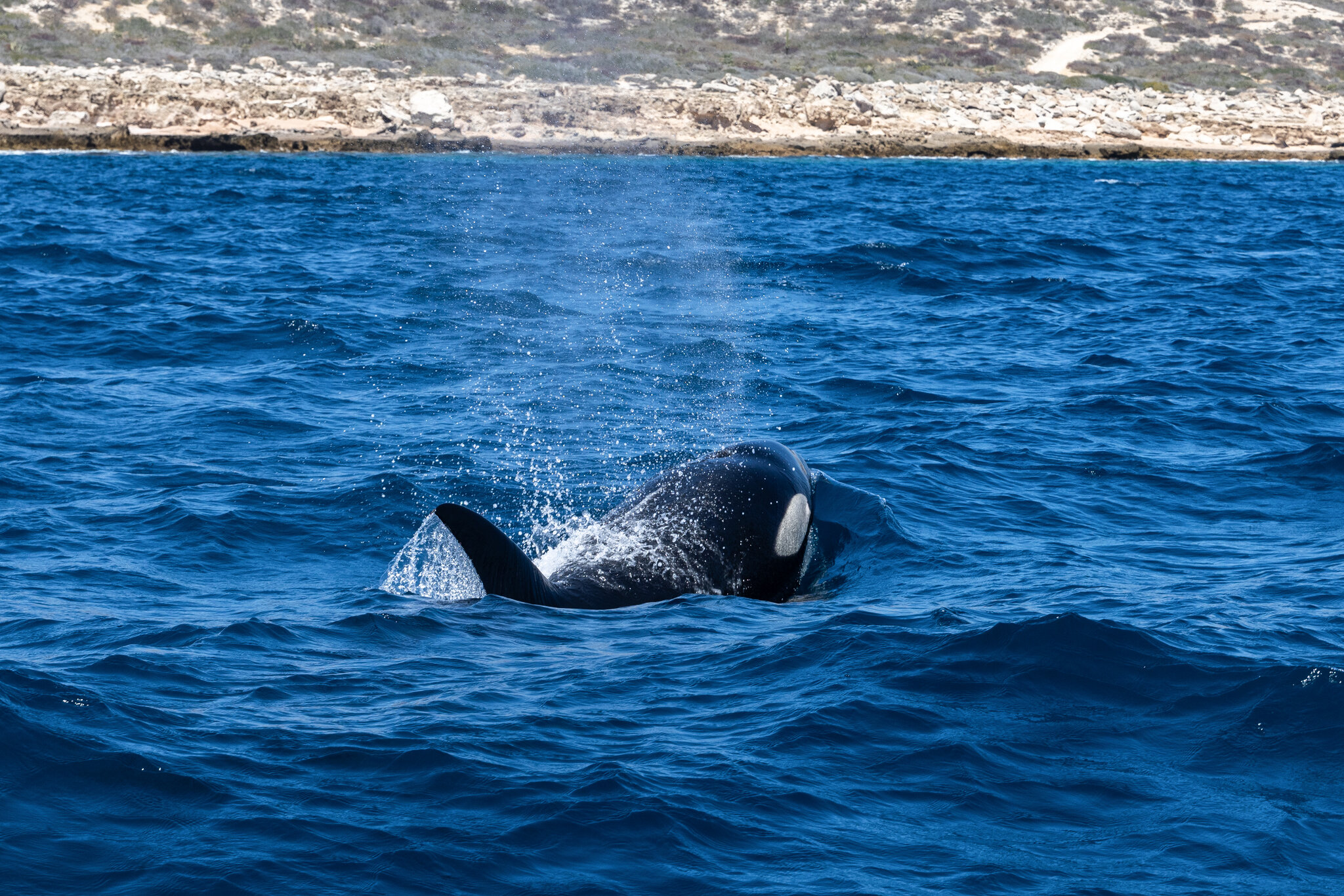 Aguas claras, moral turbia: cuando los humanos nadan con orcas