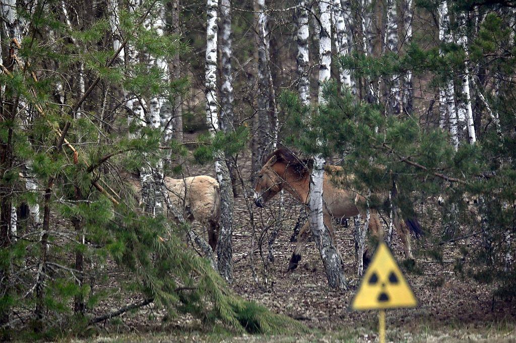 Caballos de Przewalski en la zona de exclusi&oacute;n de Chern&oacute;bil