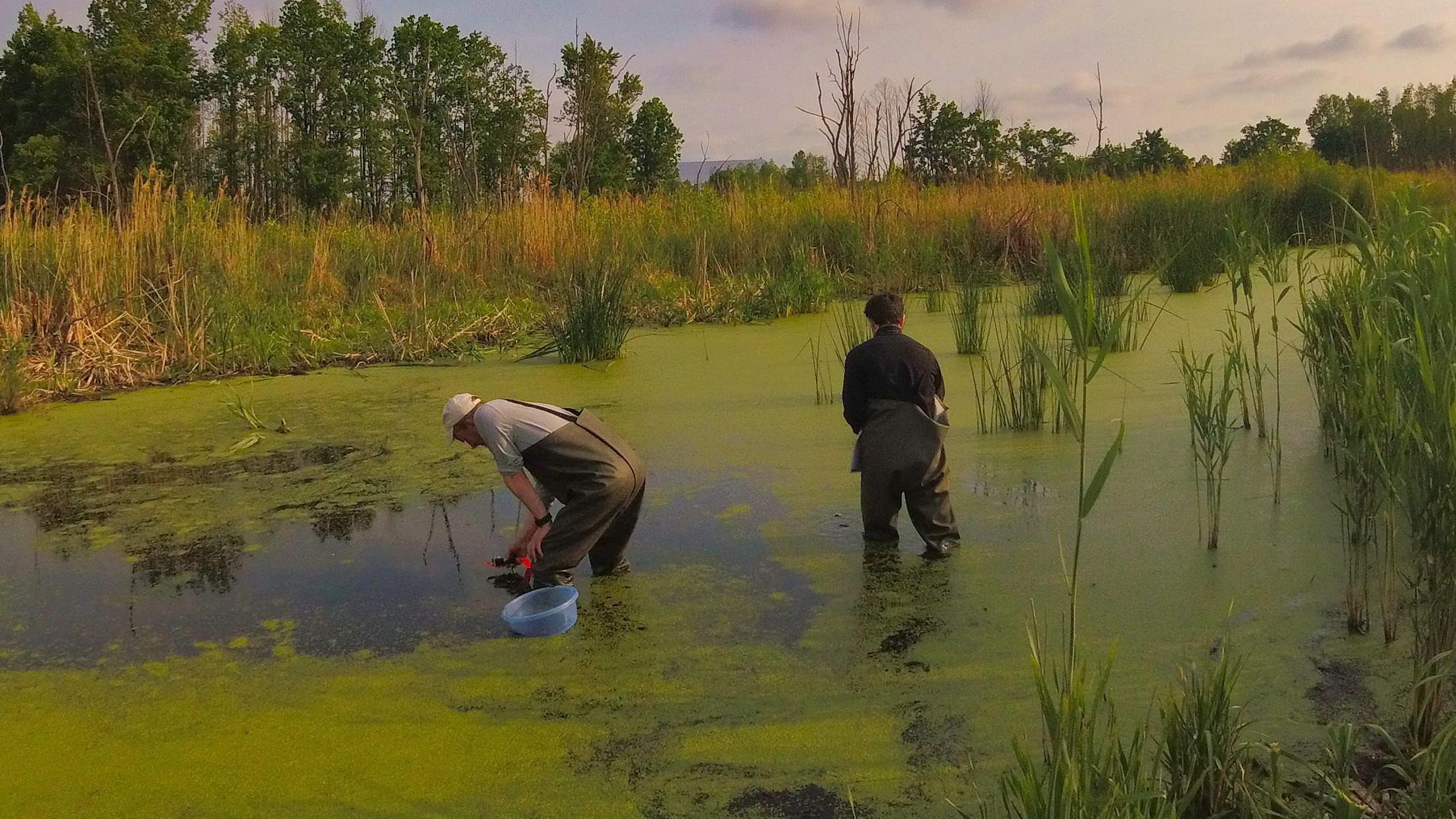 Dos hombres realizando trabajo de campo en un lago lleno de algas, rodeado de plantas verdes.