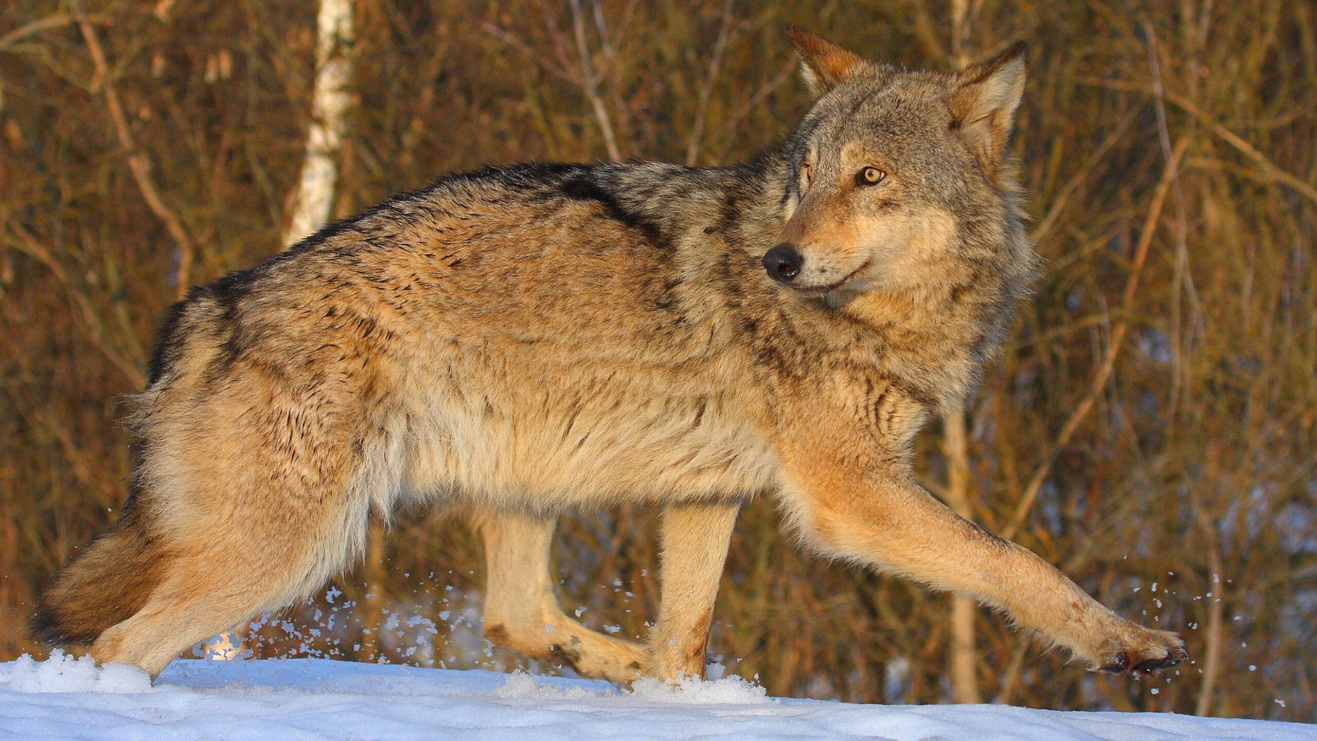 Un lobo caminando sobre la nieve, mirando por encima del hombro, con &aacute;rboles al fondo.