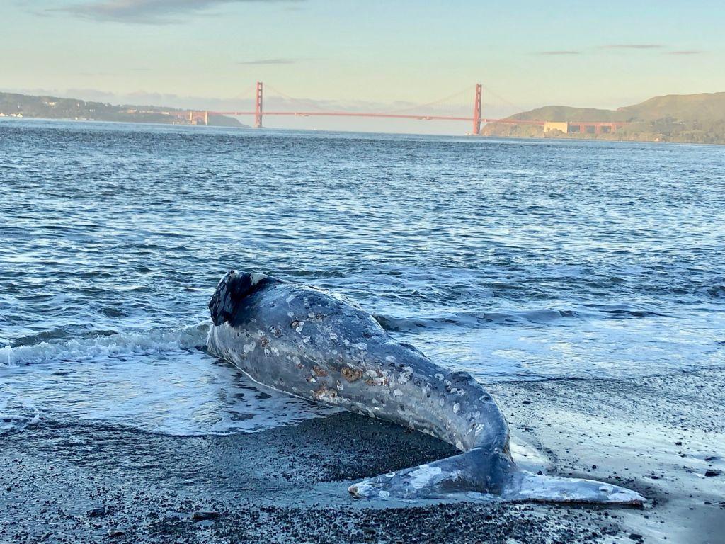 Un ballenato muerto en la playa de la bah&iacute;a de San Francisco