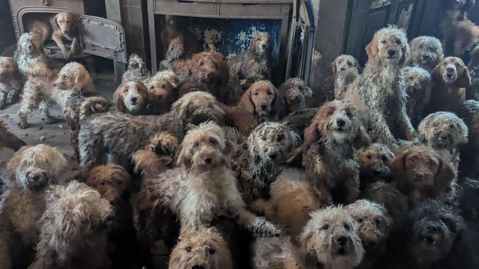 Los 250 perros hacinados en una pequeña casa de Inglaterra y su “sorprendente” recuperación tras ser rescatados