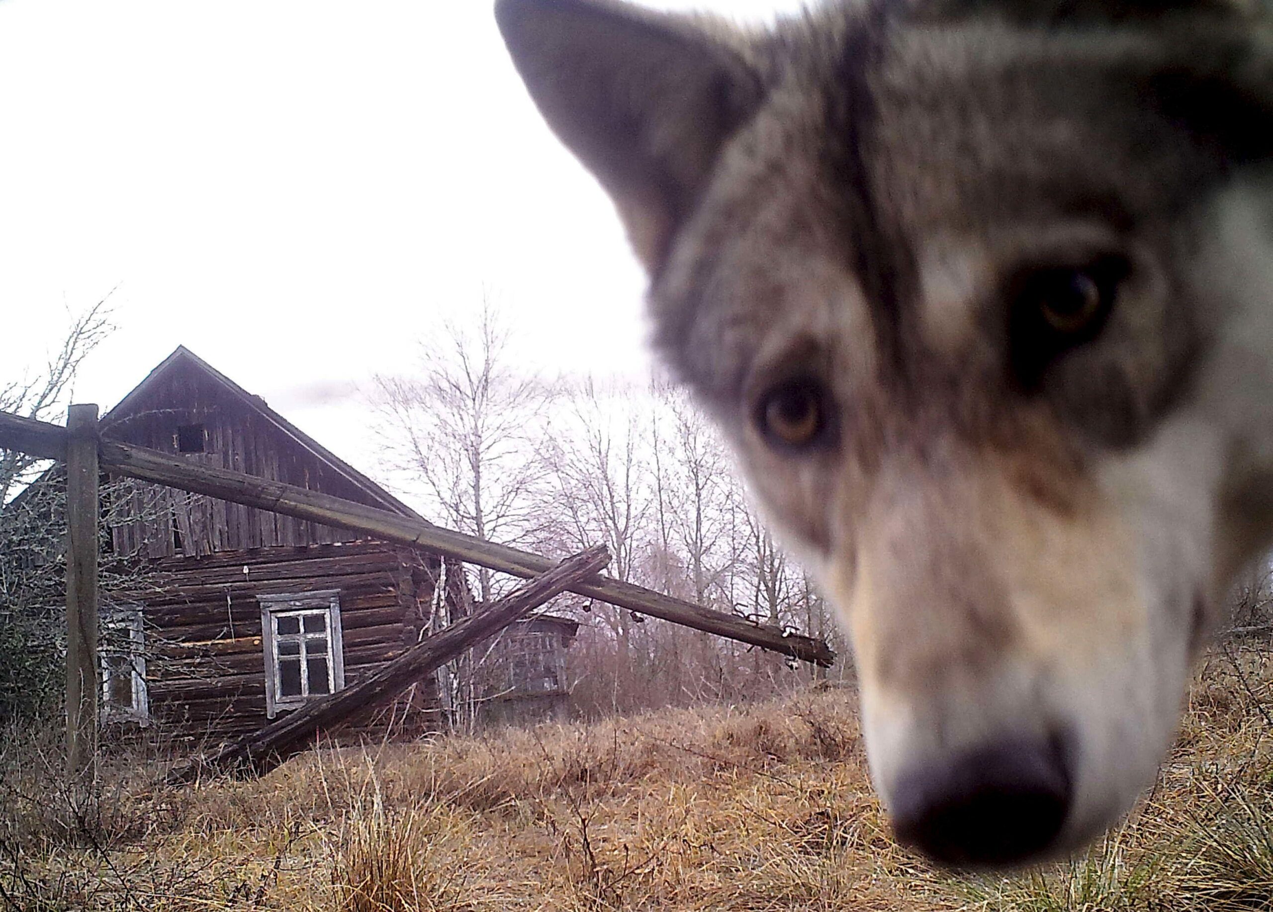 Primer plano de un lobo mirando a la c&aacute;mara, con una casa de madera que parece abandonada al fondo.