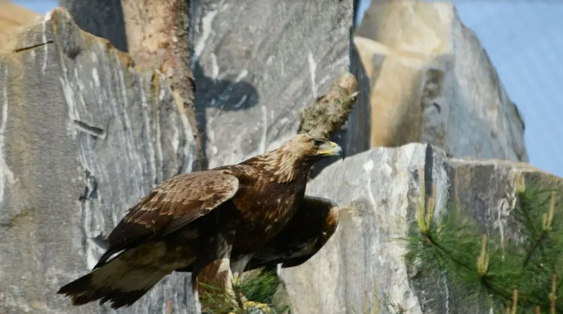 Un ave grande y marr&oacute;n posada sobre formaciones rocosas claras.