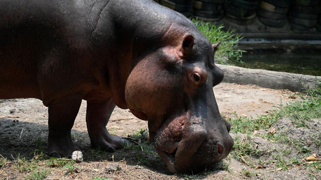 Un hipop&oacute;tamo en Colombia