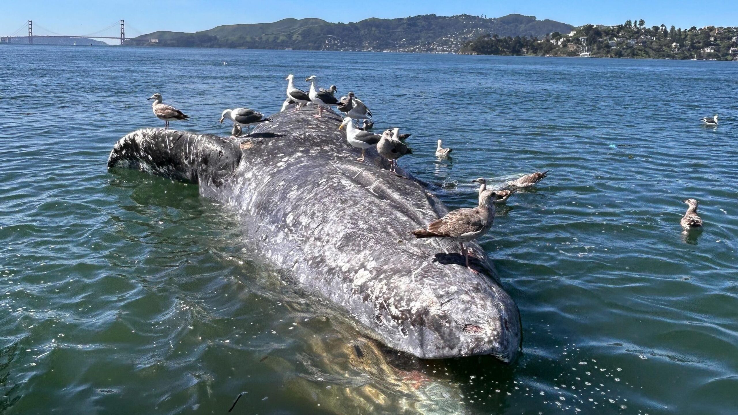 ¿Por qué están muriendo tantas ballenas grises en las aguas de la bahía de San Francisco?