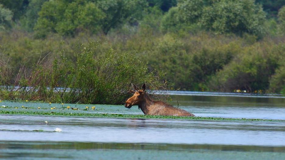 Un alce nadando en un lago rodeado de vegetaci&oacute;n exuberante.