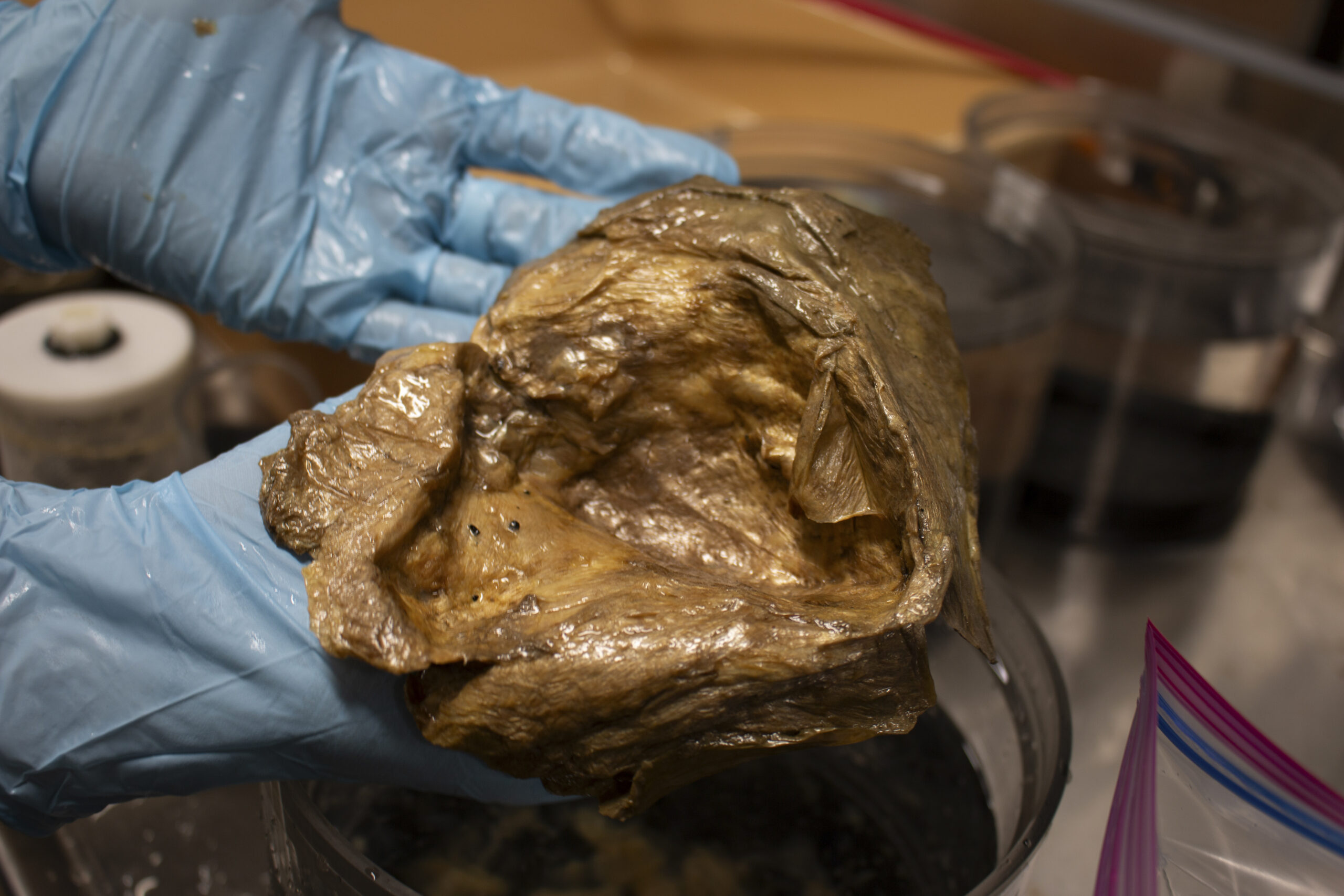 Científicos identifican el ‘orbe dorado’, un misterio de las profundidades marinas