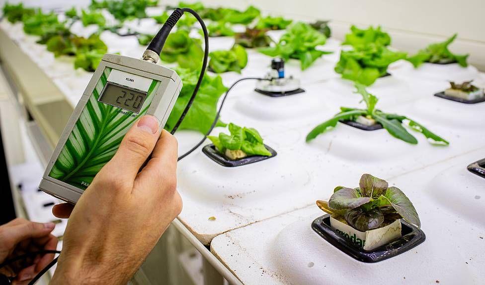 La revolución tecnológica del “food valley”: cómo Países Bajos logró ser el tercer exportador mundial de alimentos con un territorio tan pequeño