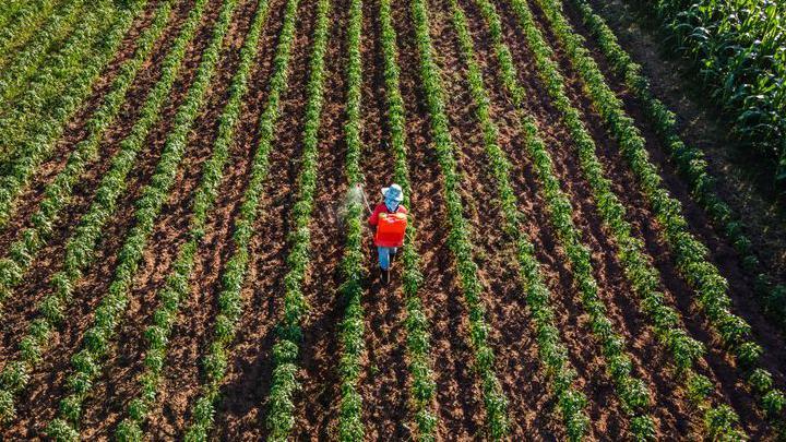 Foto a&eacute;rea de un campo cosechado en el que se ve a un campesino arrojando fertilizantes.