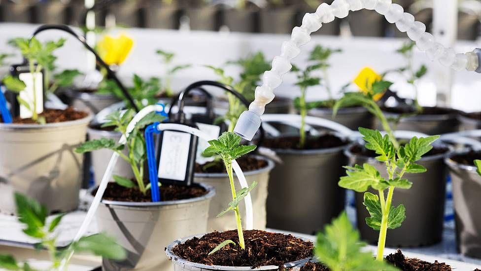Plantas en macetas monitoreadas por c&aacute;maras y sensores