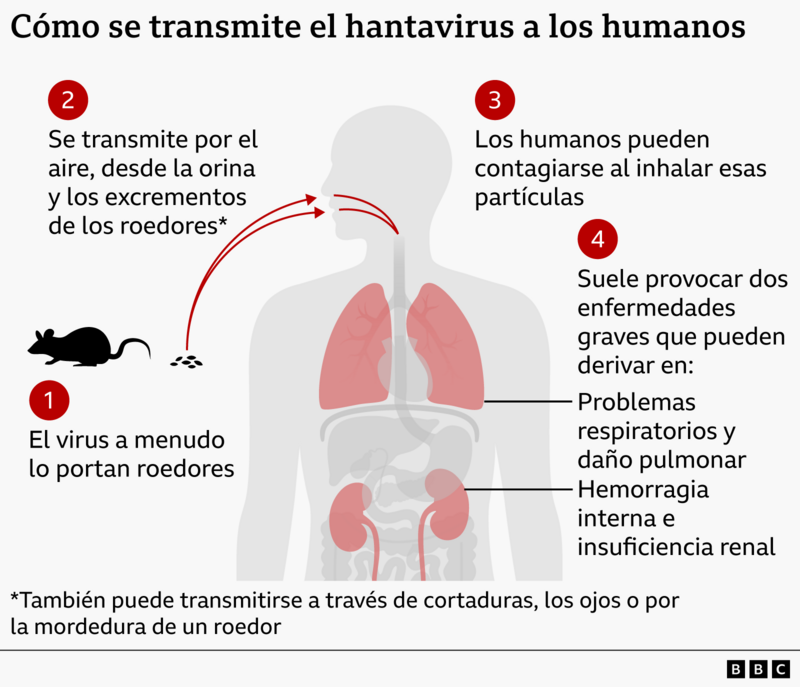 Transmisi&oacute;n del hantavirus