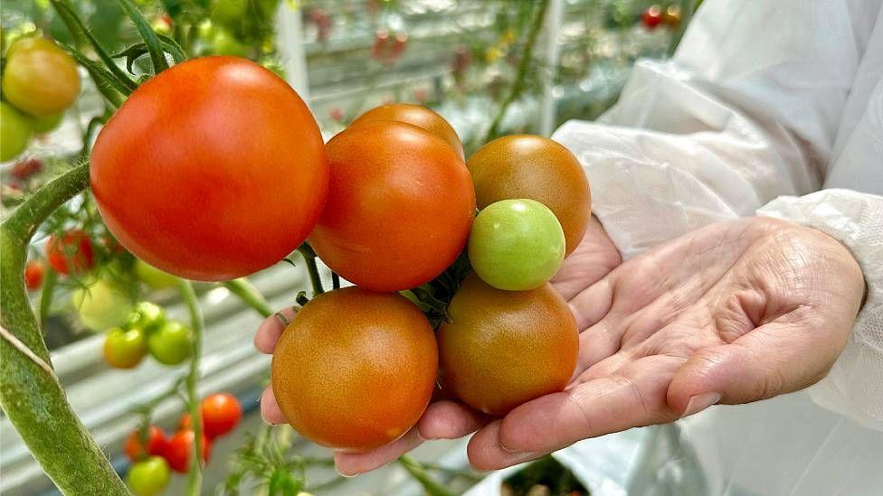 Un cient&iacute;fico en la Universidad de Wageningen muestra un planta con tomates maduros de gran tama&ntilde;o en un invernadero de alta tecnolog&iacute;a