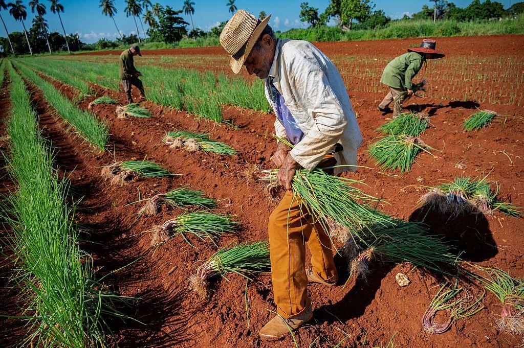 Agricultores cosechando cebollas.