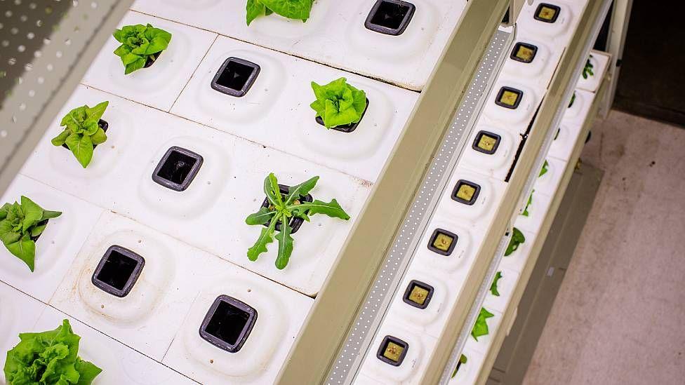 Peque&ntilde;as plantas creciendo en sustratos con hidropon&iacute;a