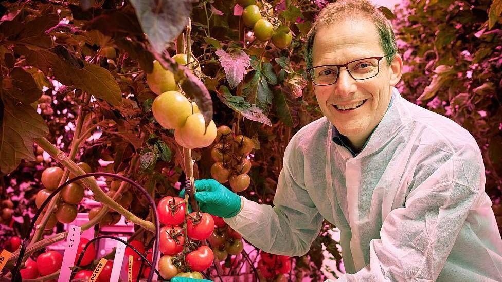 El profesor Leo Marcelis muestra una de las plantas de tomate en un invernadero de alta tecnolog&iacute;a 