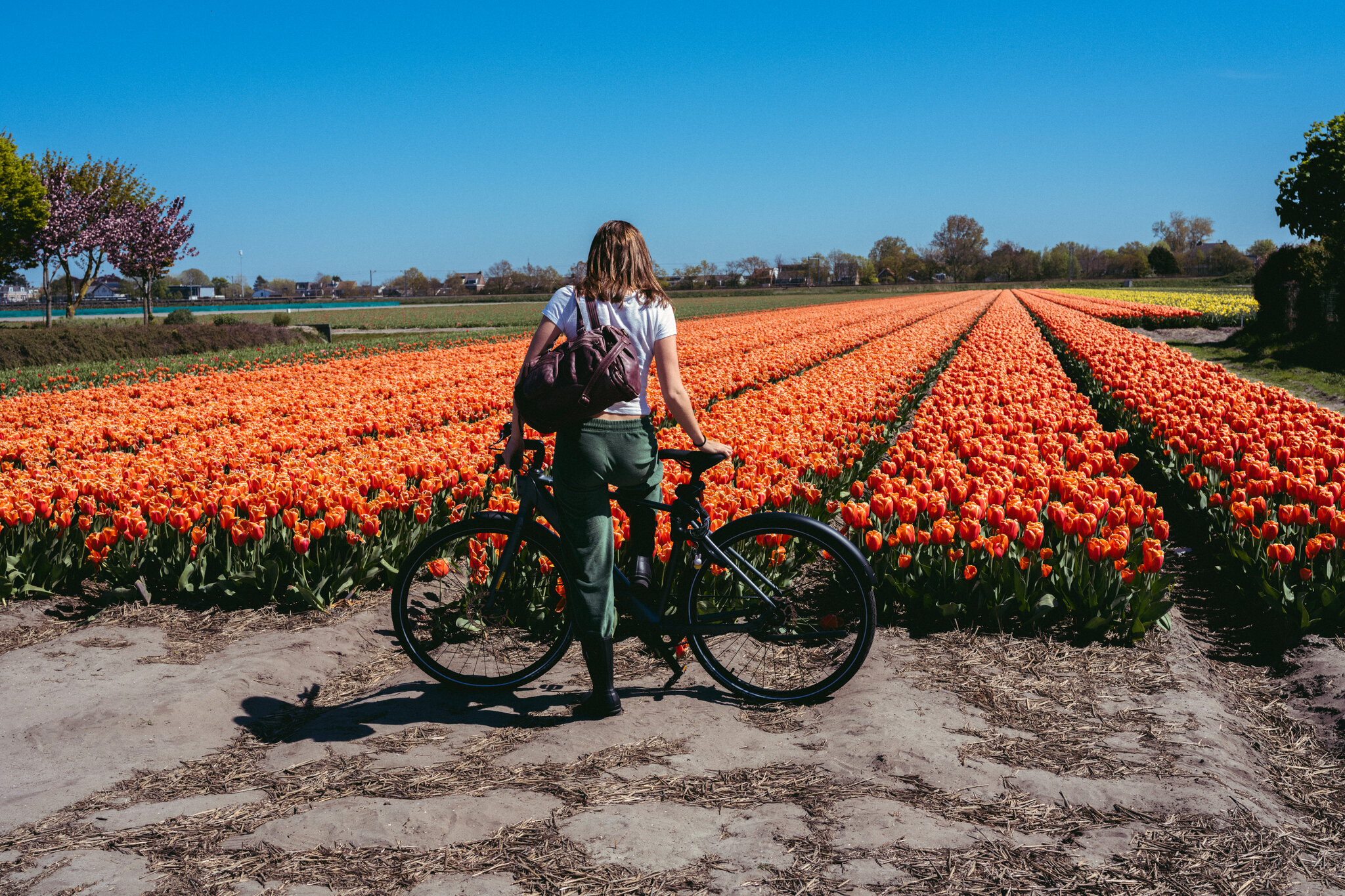 Perderse entre tulipanes: un viaje en bicicleta por los Países Bajos