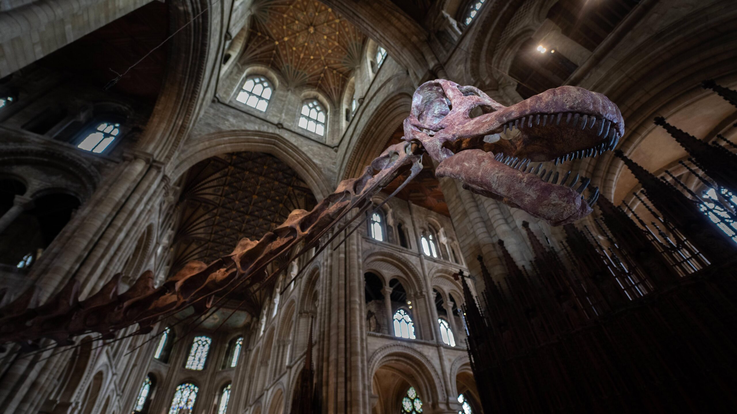 El cuello y la cabeza de un esqueleto de titanosaurio est&aacute;n dentro de la catedral de Peterborough. El cuello del esqueleto avanza, fuera de plano, hacia el cuerpo del animal alrededor de la izquierda de la imagen y la cabeza est&aacute; en el lado derecho. Hay unos veinte arcos y ventanas de diferentes tama&ntilde;os visibles tanto por encima como por debajo del esqueleto en distintos niveles. La boca del titanosaurio est&aacute; ligeramente abierta y se ven sus dientes. La cuenca derecha del ojo del dinosaurio est&aacute; iluminada y destaca en la foto