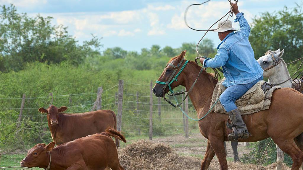 Un ganadero pastorea ganado en un rancho cerca de Asunci&oacute;n, Paraguay,