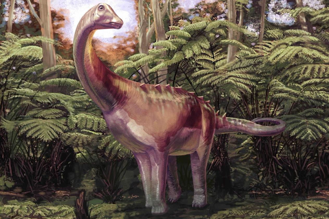 Una impresi&oacute;n art&iacute;stica de un titanosaurio marr&oacute;n claro, con su cuello largo y cola larga. Est&aacute; de pie sobre las cuatro patas entre unos helechos verdes de &aacute;rboles.  Hay algunas espinas que recorren la parte baja de la espalda y la parte superior de la cola. Est&aacute; girado hacia nosotros, pero su cuello est&aacute; ligeramente torcido mientras su peque&ntilde;a cabeza, con la boca cerrada, mira un poco a su alrededor hacia la izquierda