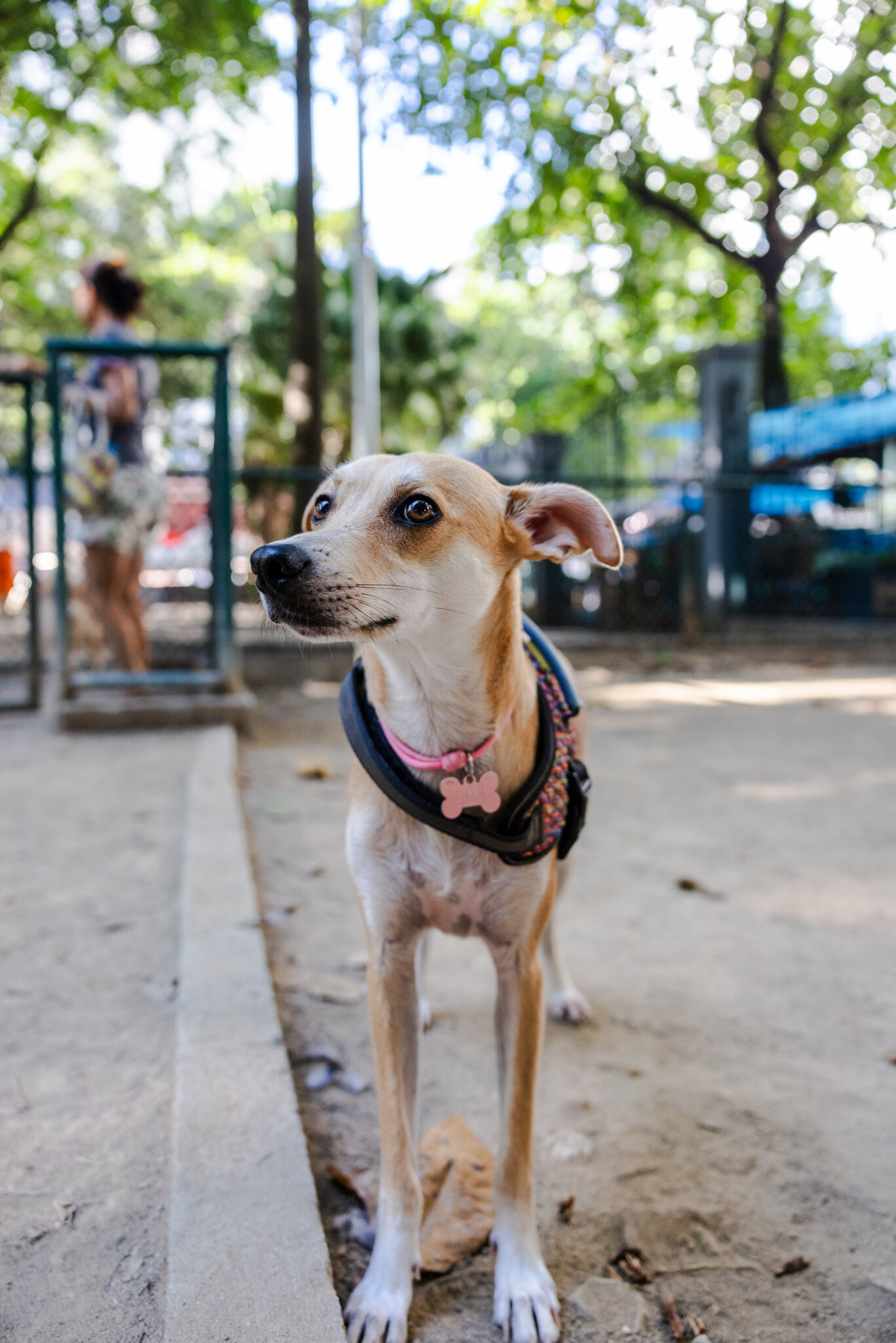 México y Brasil se disputan el perro caramelo