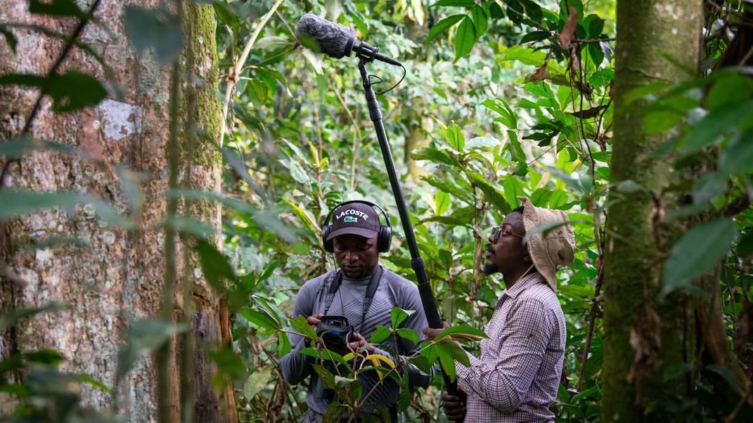 Dos investigadores, uno con un micr&oacute;fono en un poste largo y otro con un dispositivo de grabaci&oacute;n, trabajan en la densa selva para captar el rugido del mono Colobus congoensis