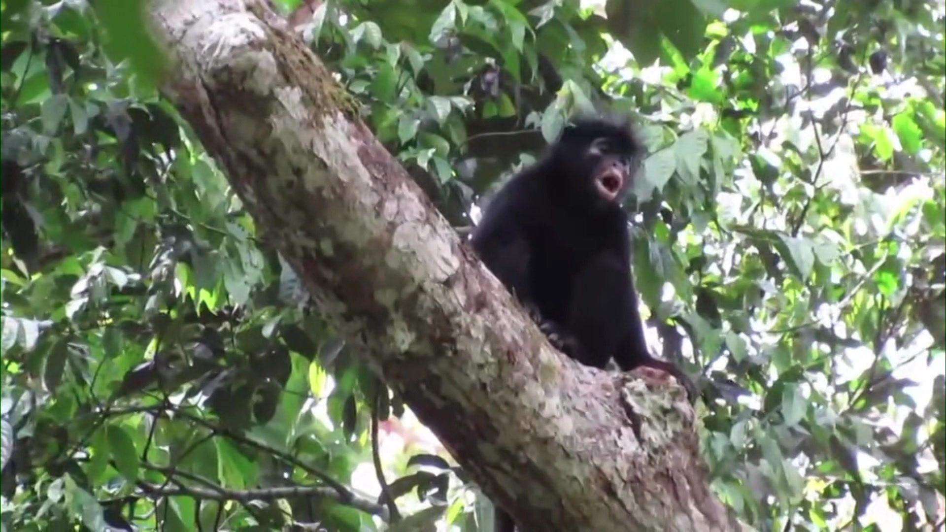 La imagen muestra una especie de mono reci&eacute;n descubierta con la boca abierta, rugiendo desde la rama de un &aacute;rbol frondoso, en los bosques de la Rep&uacute;blica Democr&aacute;tica del Congo. El mono tiene pelaje negro y cara negra, con labios especialmente llamativos de un color rosado-anaranjado