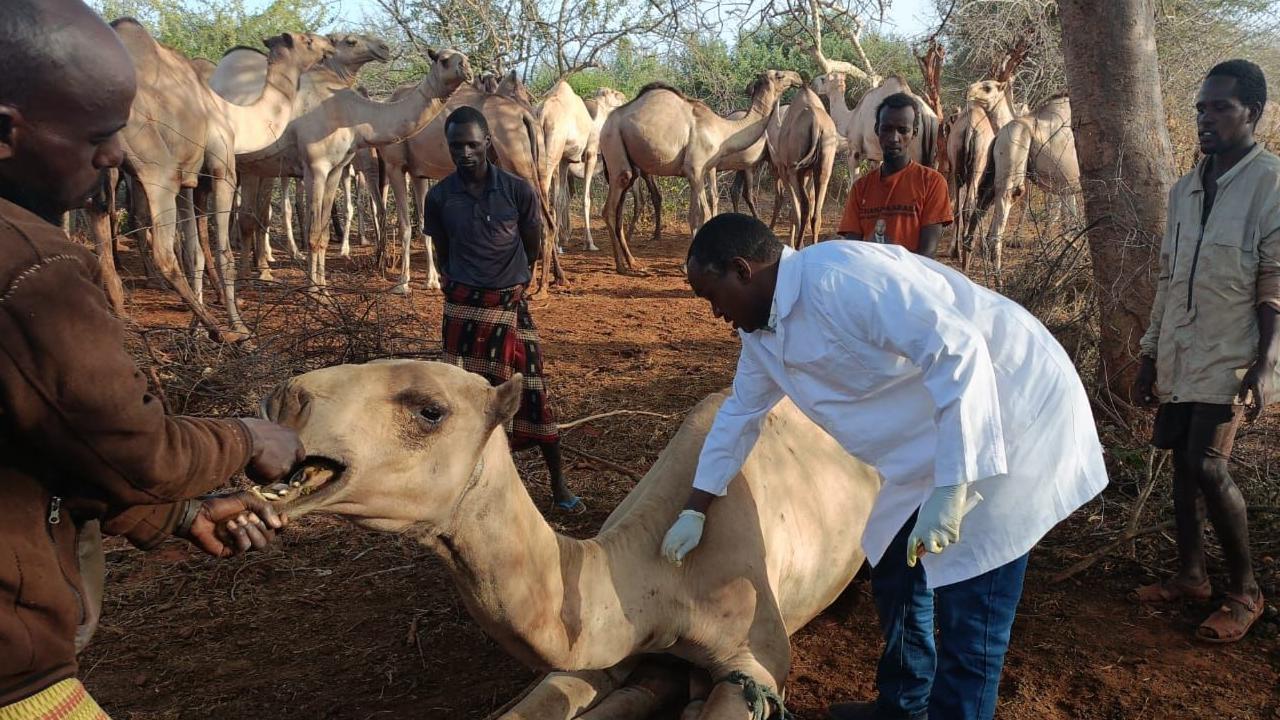 El veterinario Hassan Nuya Guyo examina un camello en el norte de Kenia, cerca de la frontera con Etiopía