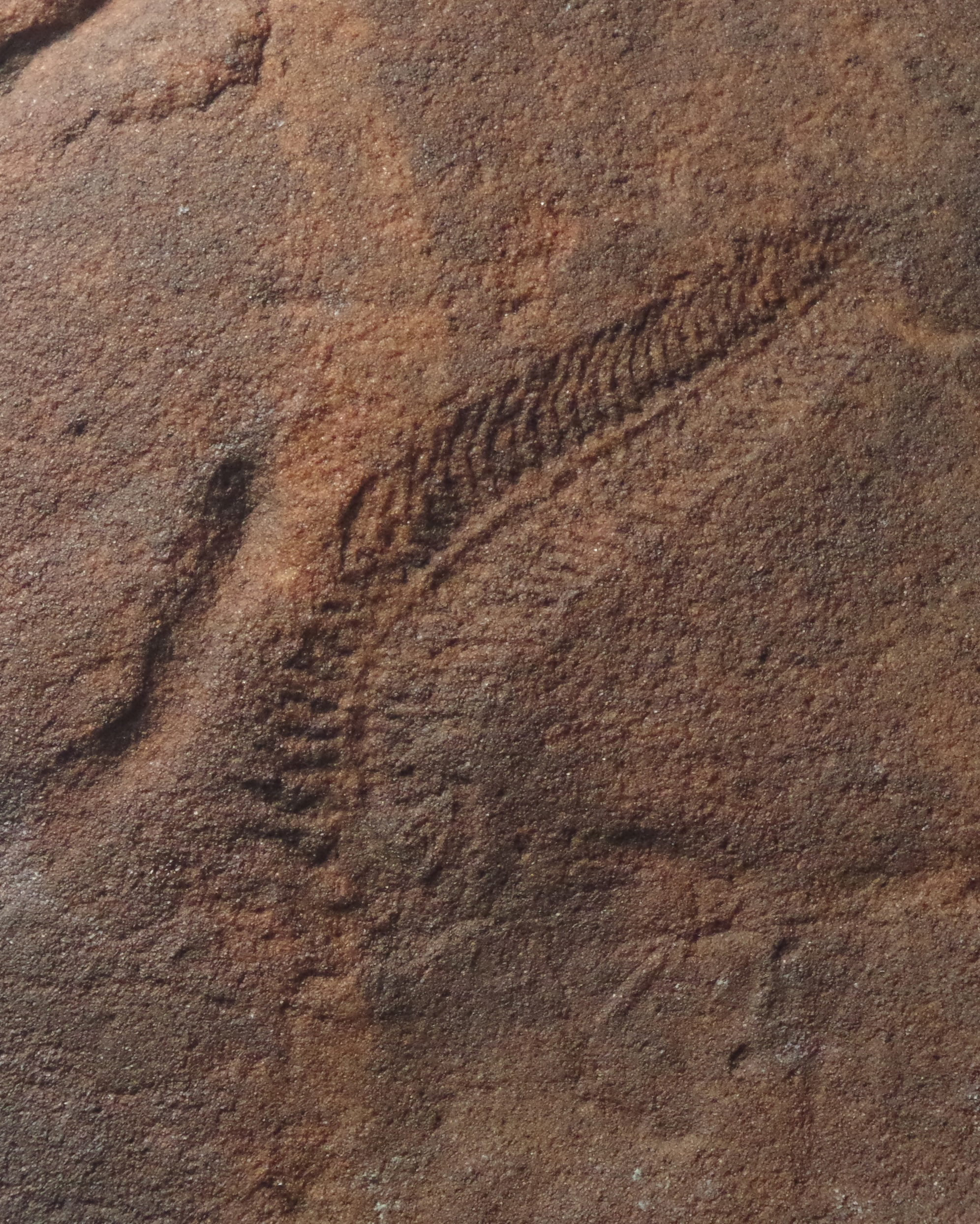 Estos animales eran diestros mucho antes de que las manos siquiera hubieran evolucionado