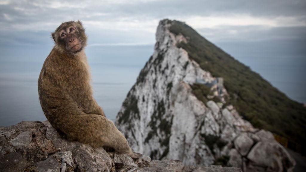 Un mono con el Pe&ntilde;&oacute;n de Gibraltar en el fondo