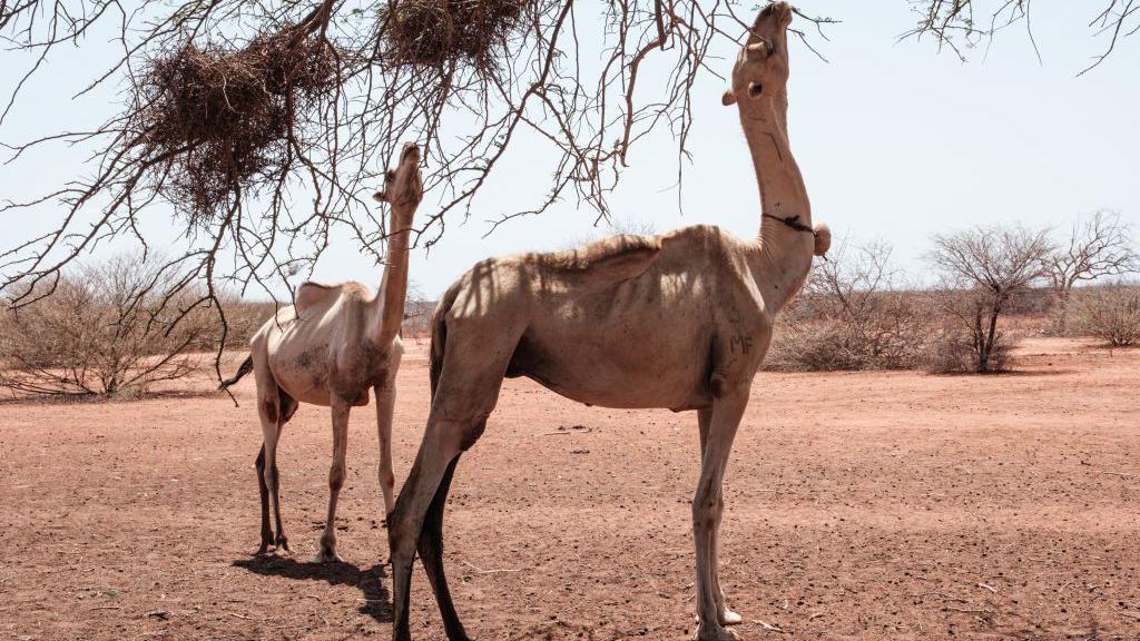 Camellos estirando su cuello para comer ramas secas de árboles en Kenia