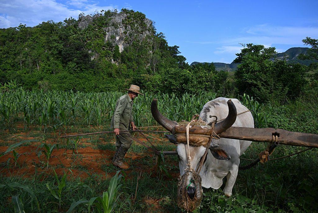 Agricultor cubano con un buey