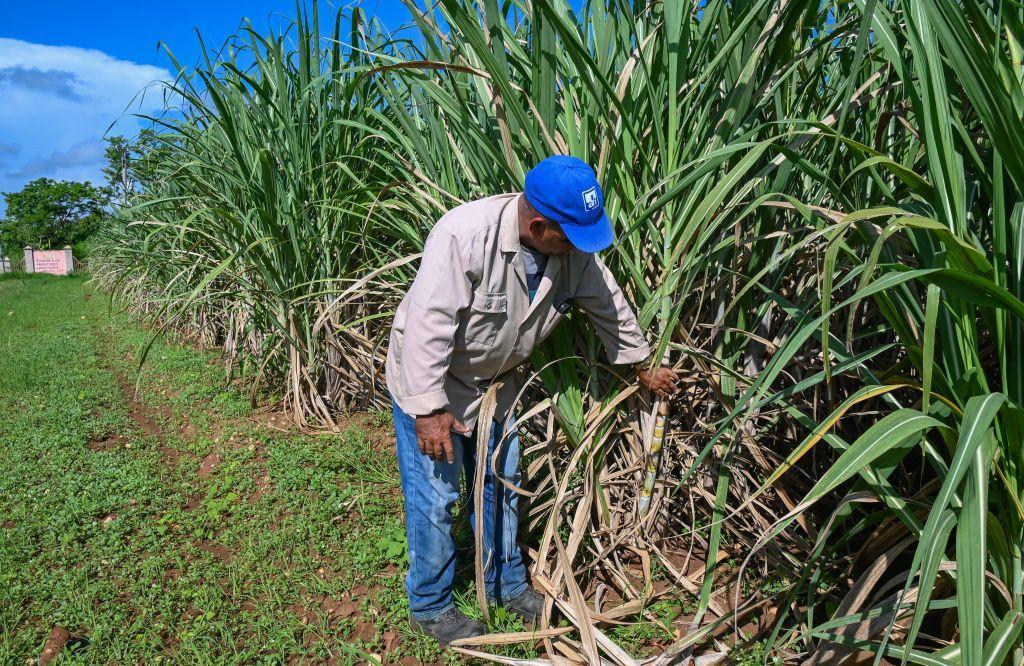 Hombre cortando caña