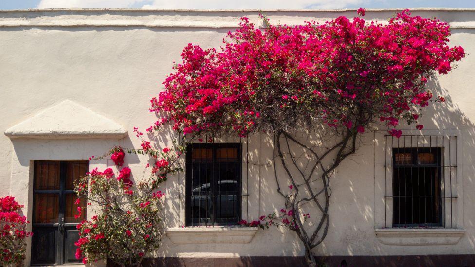  buganvilias en México. 