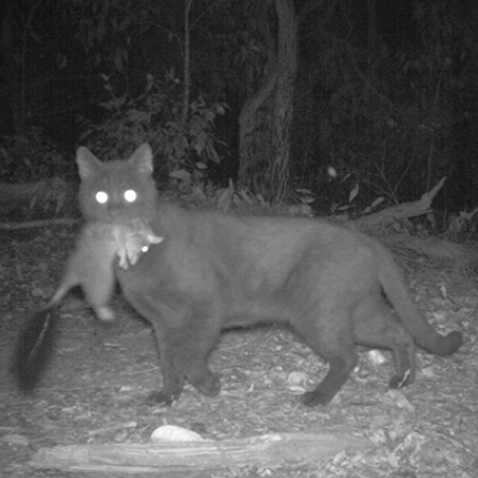 Un gato salvaje que sostiene un pequeño mamífero en su boca.