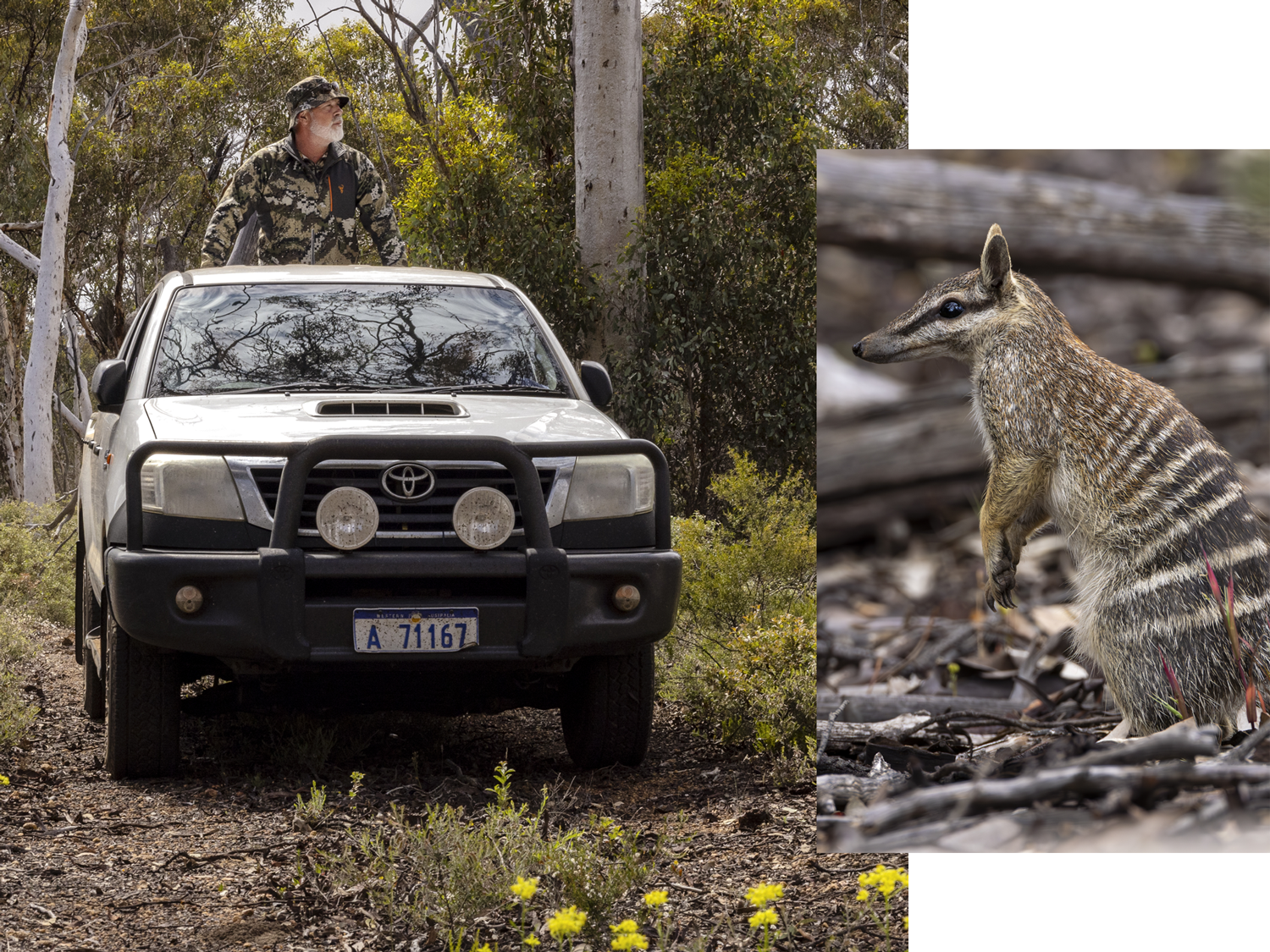 Busca el numbat en estado salvaje