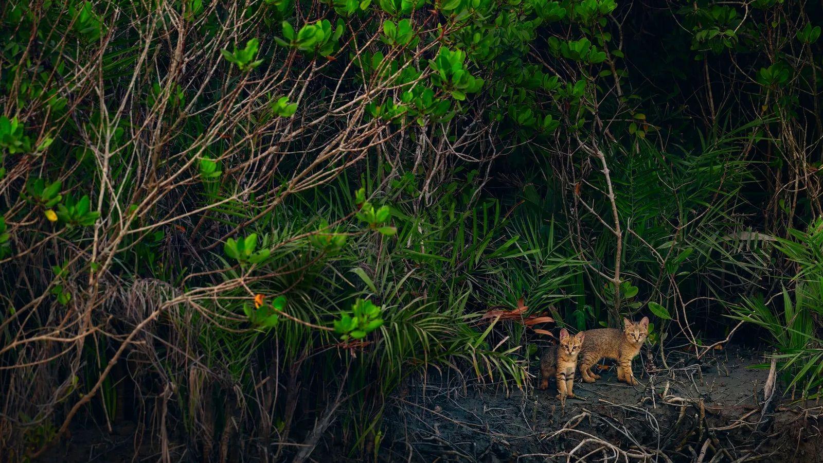 Una rara imagen de gatos monteses en la India.