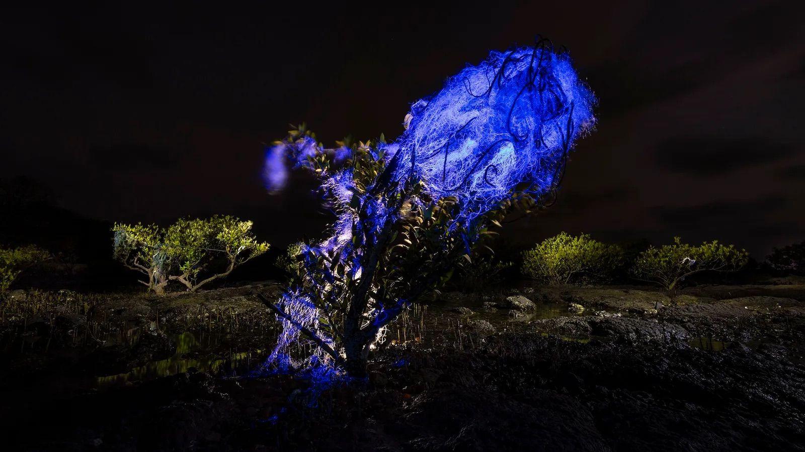 Los misteriosos bosques de manglar capturados en 13 impactantes imágenes