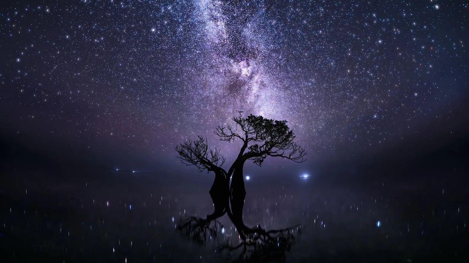 Un manglar iluminado por las estrellas en aguas poco profundas con mareas.