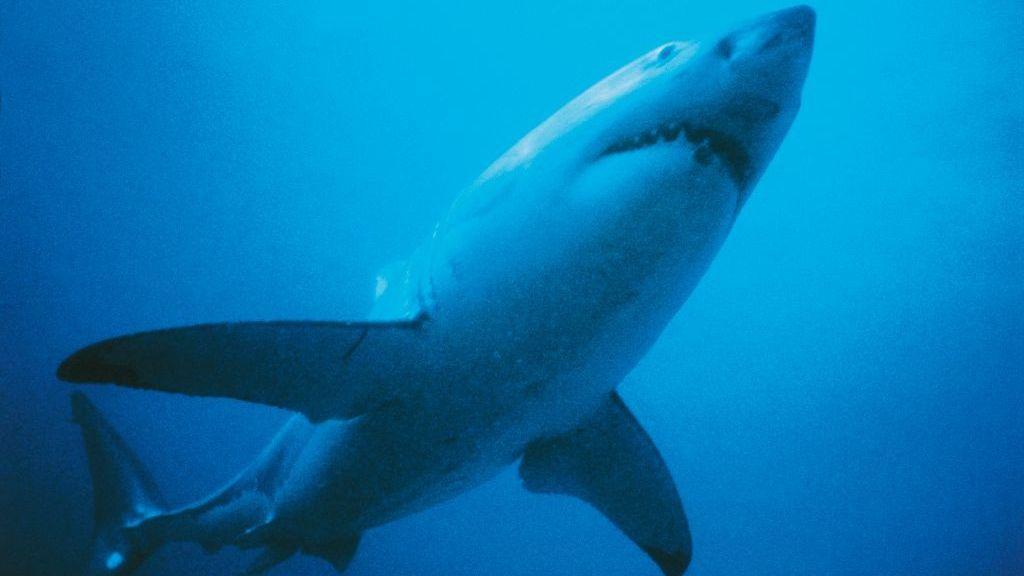 Un tiburón blanco nadando en el mar y visto desde abajo.