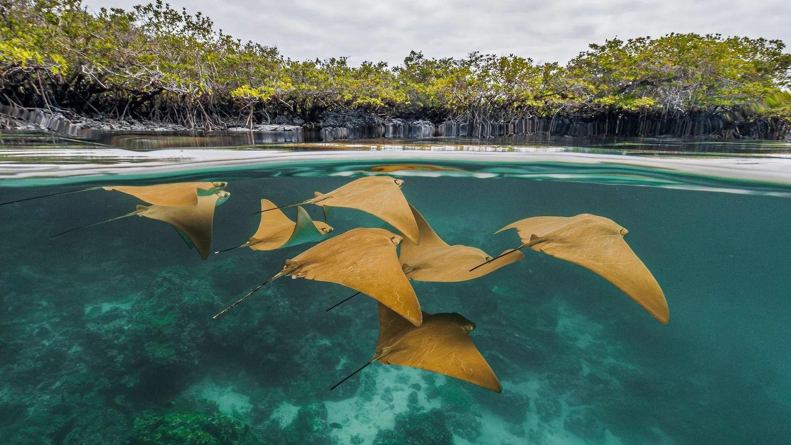 Un grupo de rayas nadan en Galápagos. 