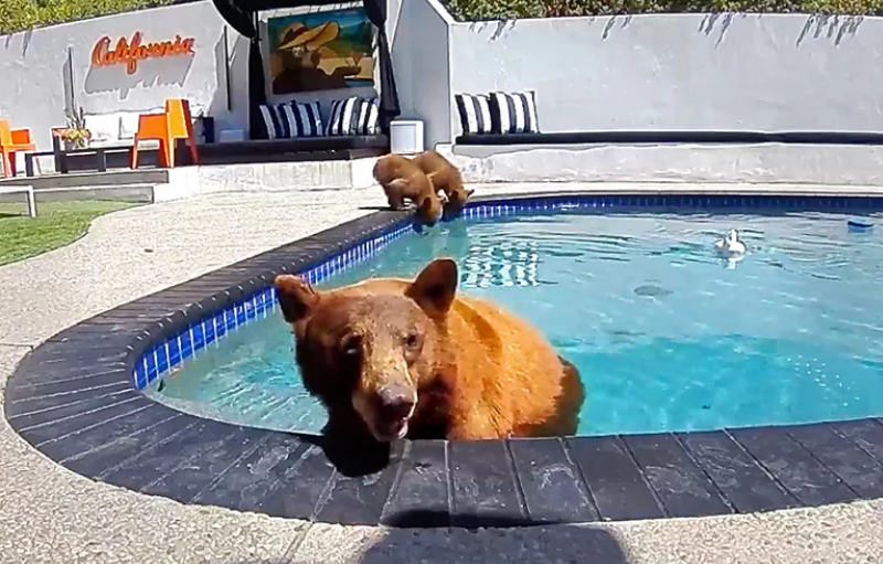 Una osa está en la piscina, frente a la cámara, mientras sus dos oseznos beben agua detrás