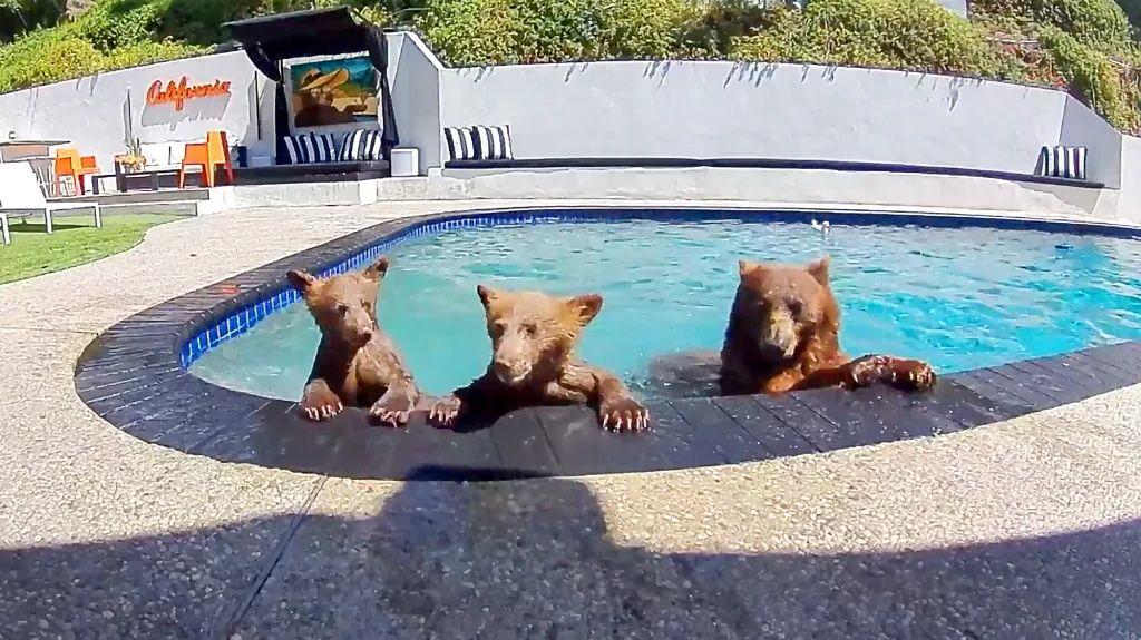 EN VIDEO | Compartimos casa con una familia de osos que se baña varios días a la semana en nuestra piscina