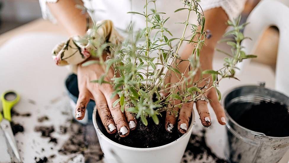 Manos de una mujer adulta con las manos con tierra mientras coloca una planta en una maceta