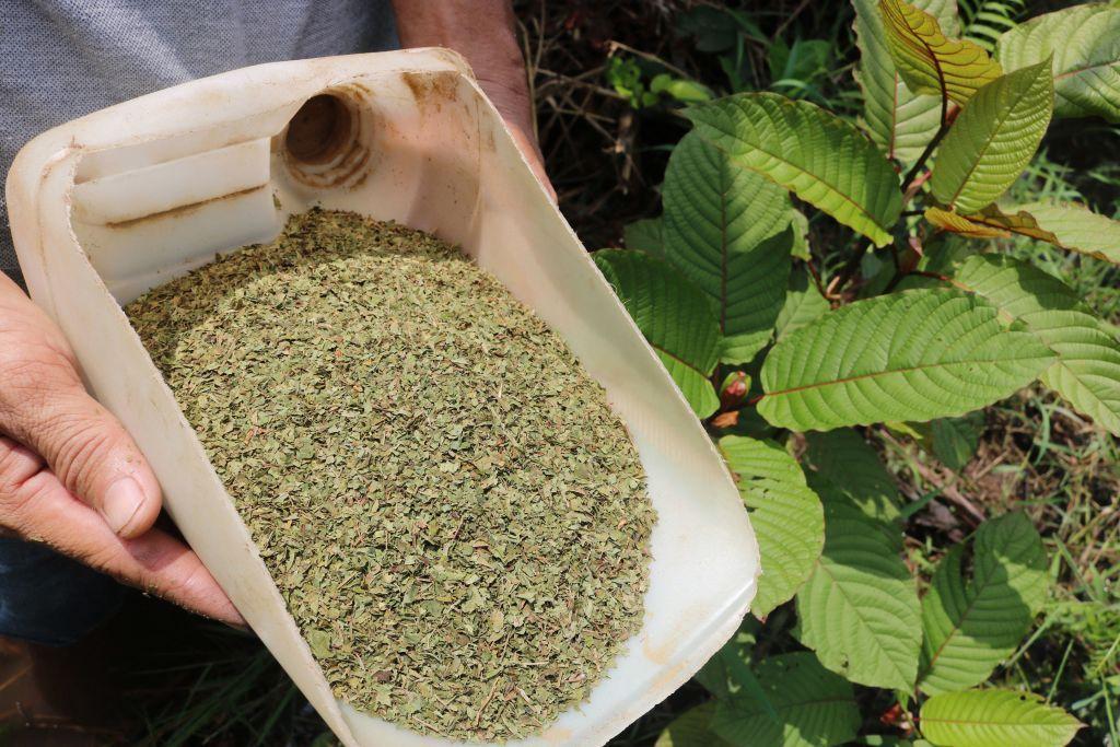 Cultivador de kratom muestra muestras de hojas de la planta, secas y trituradas, en una plantación en Indonesia.
