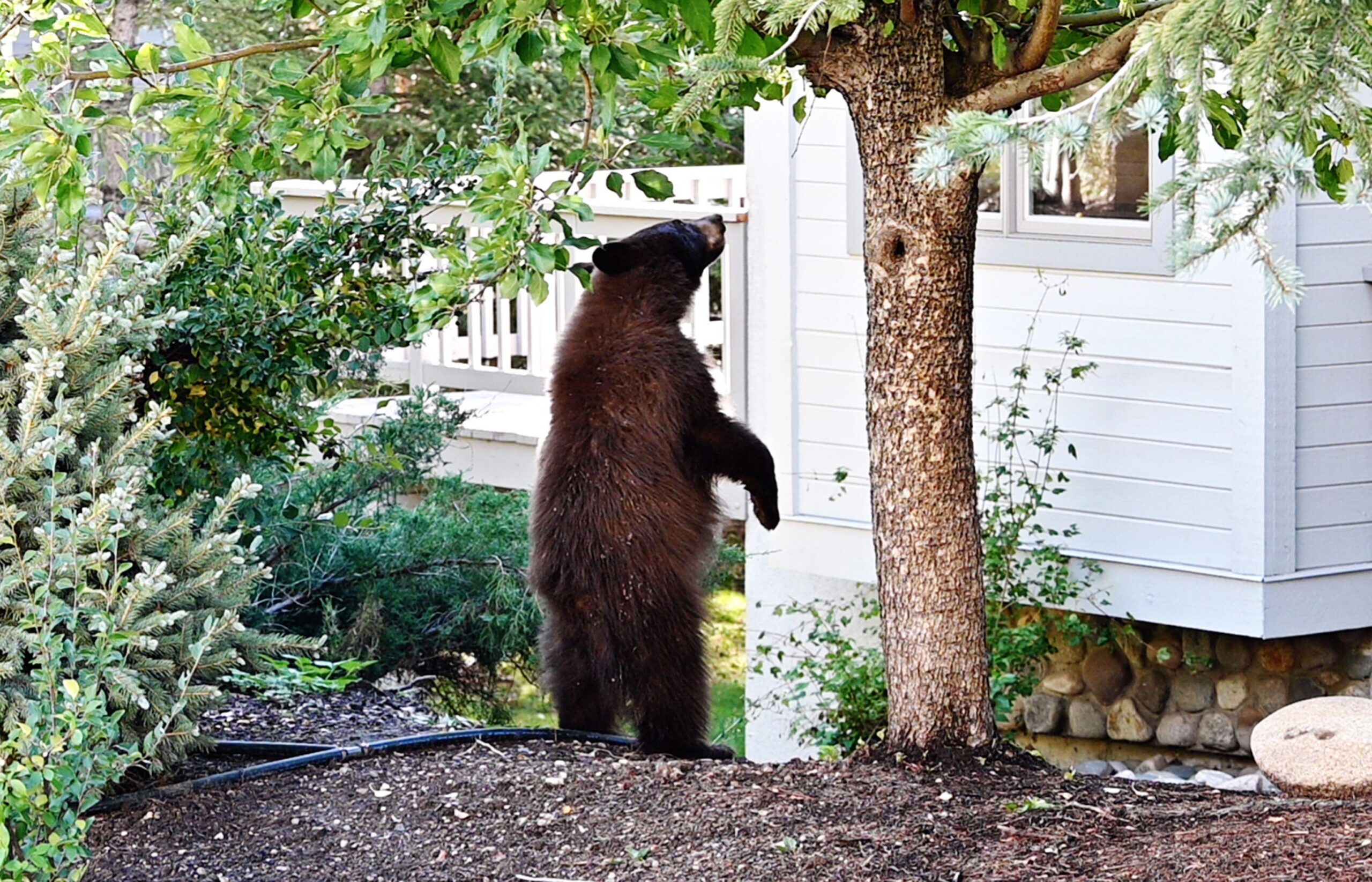 Un oso joven (negro o pardo) de pie junto a un árbol en el patio trasero, mirando hacia la ventana.
