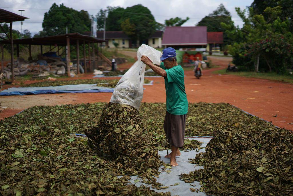 Un trabajador extiende hojas de kratom para que se sequen en una planta de procesamiento en Indonesia en mayo de 2018.