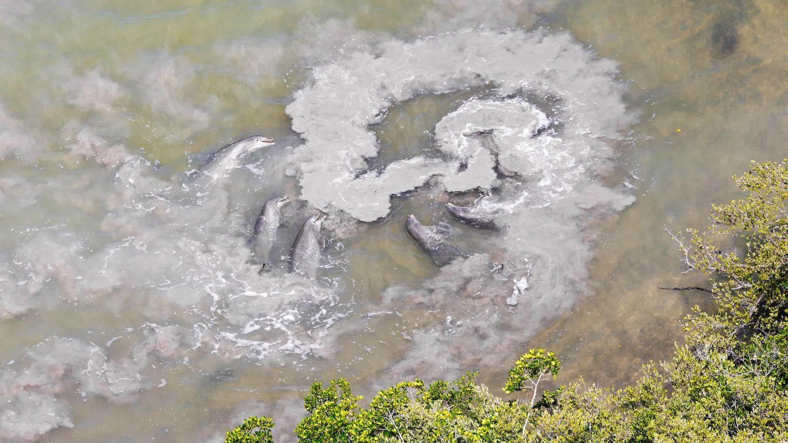 Delfines remueven el lodo para atrapar peces. 