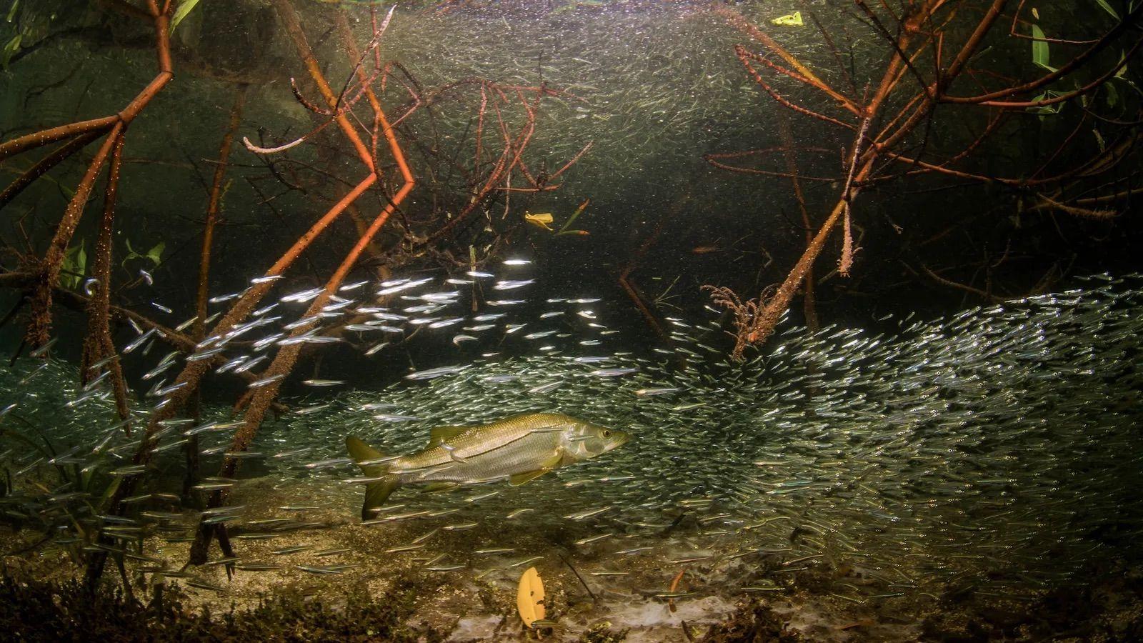 Un banco de peces pequeños que busca refugio en la bahía de Lac, en Bonaire, mientras un róbalo se lanza hacia ellos.