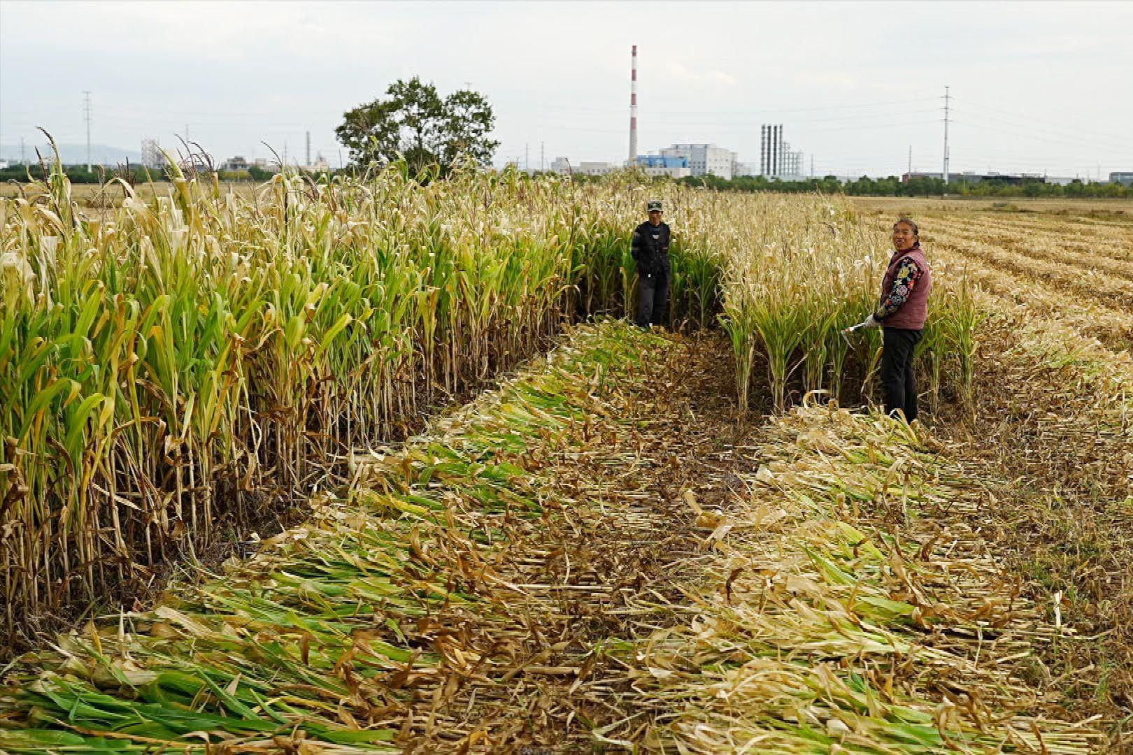 Dos trabajadores agrícolas se encuentran en un campo cosechando un cultivo alto y frondoso.